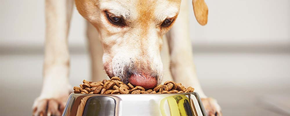 Dog Food Samples